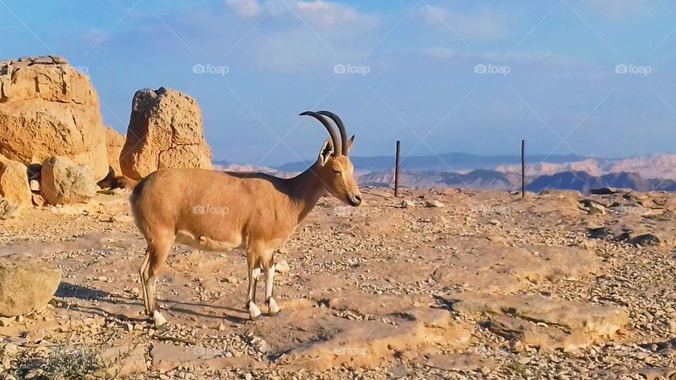 Wild goat from Maktesh Ramon - Israeli's Grand Canyon!