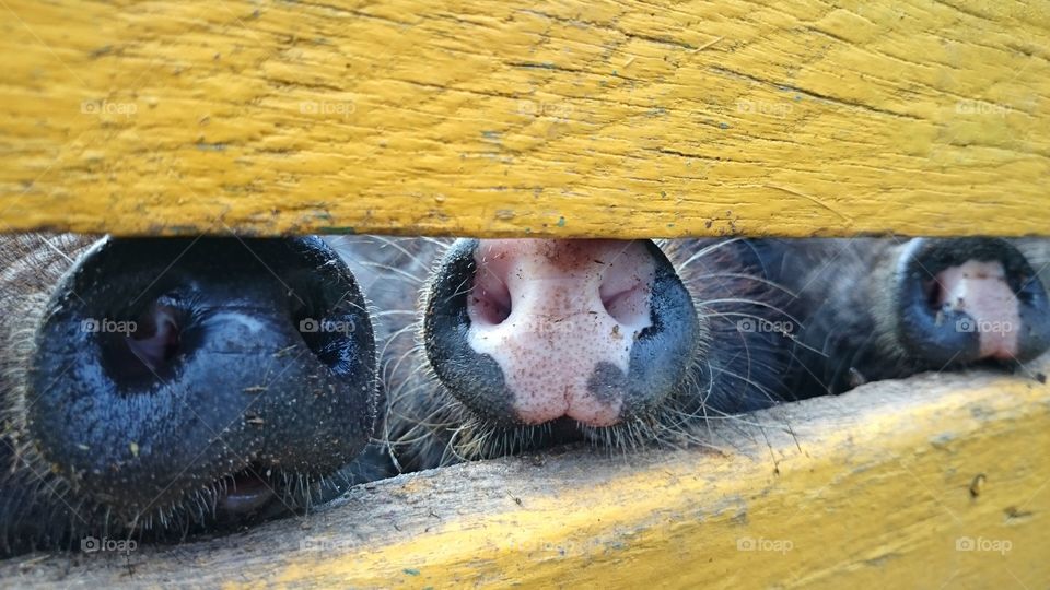 pig noses
