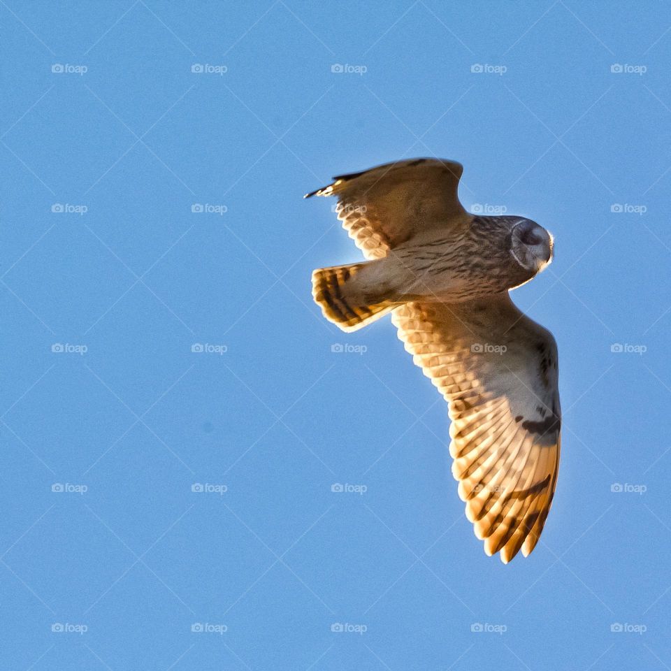 Short Eared Owl 