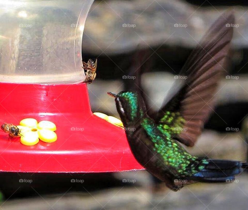 Humming bird looking for suger water