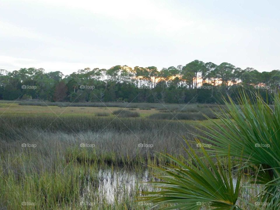 Steinhatchee Fl