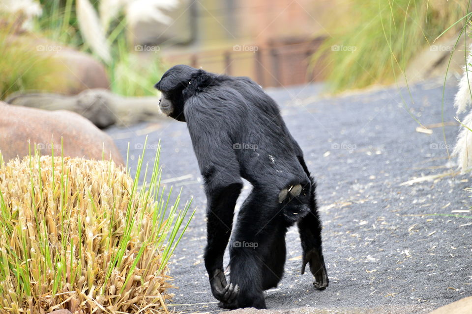 Close-up of siamang