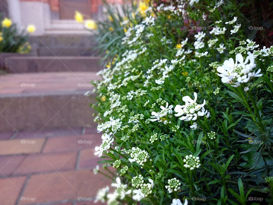 Spring white flowers at the doorstep. Spring white flowers at the doorstep