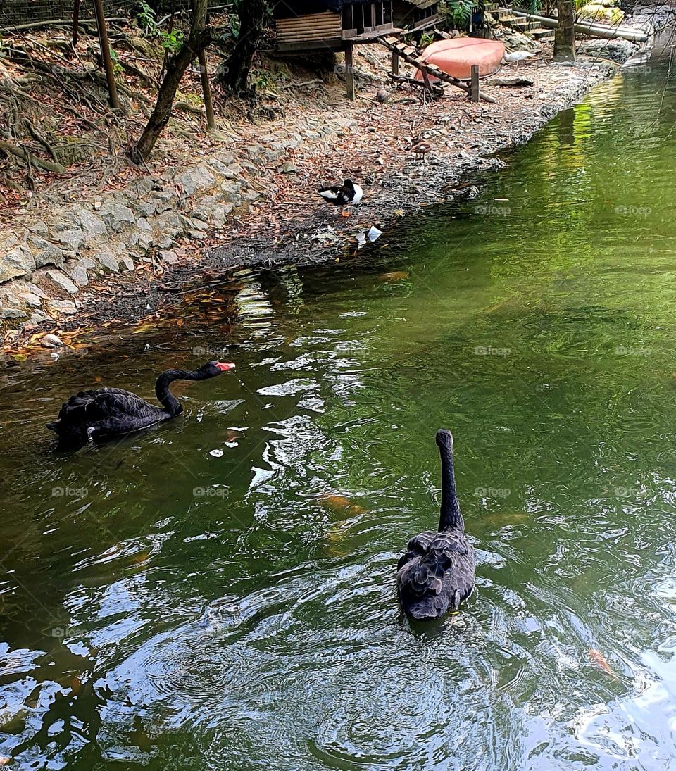 Black Swans Swimming