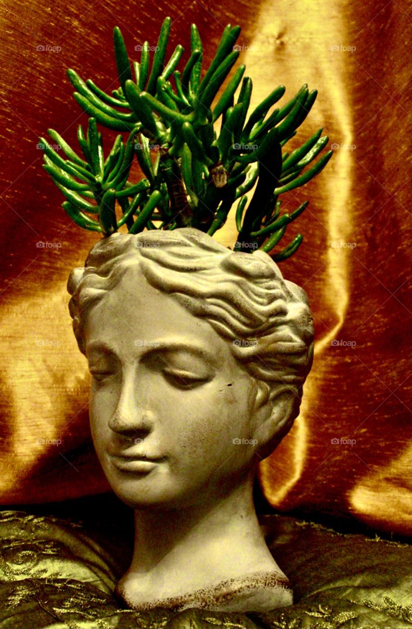 Lady Crassula ovata Hobbit, money tree in figurine pot