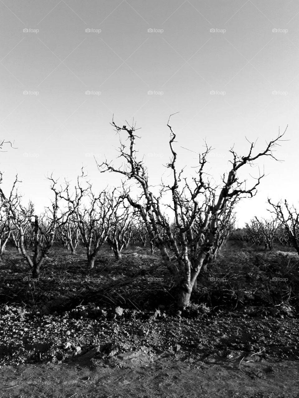 árboles de invierno en blanco y negro