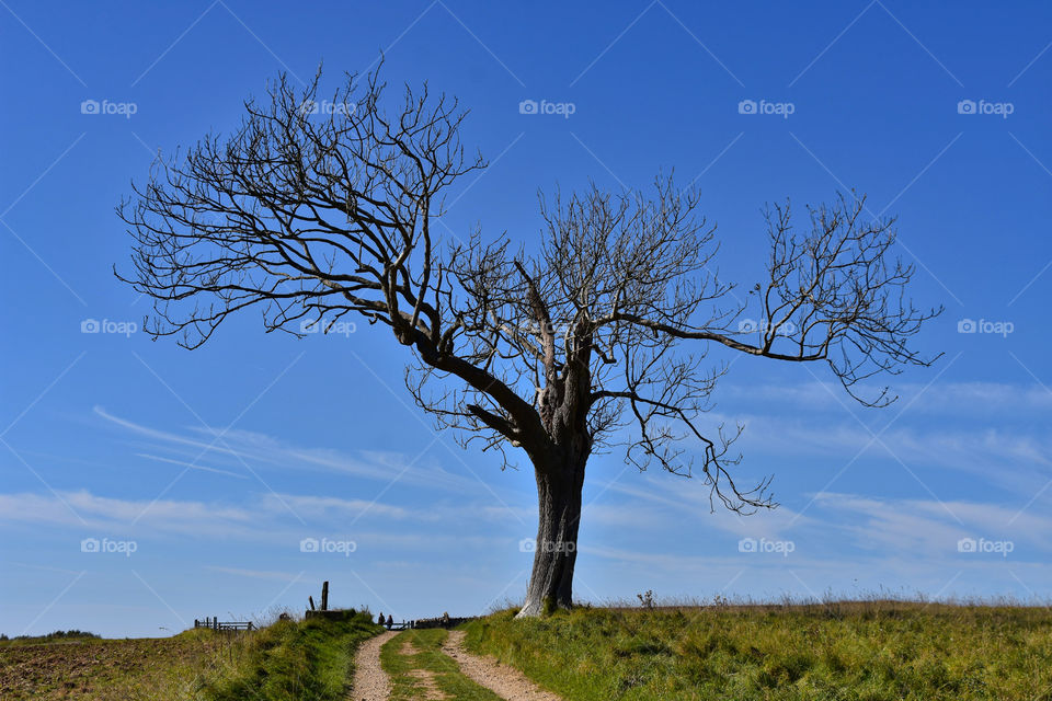 Tree on a hill