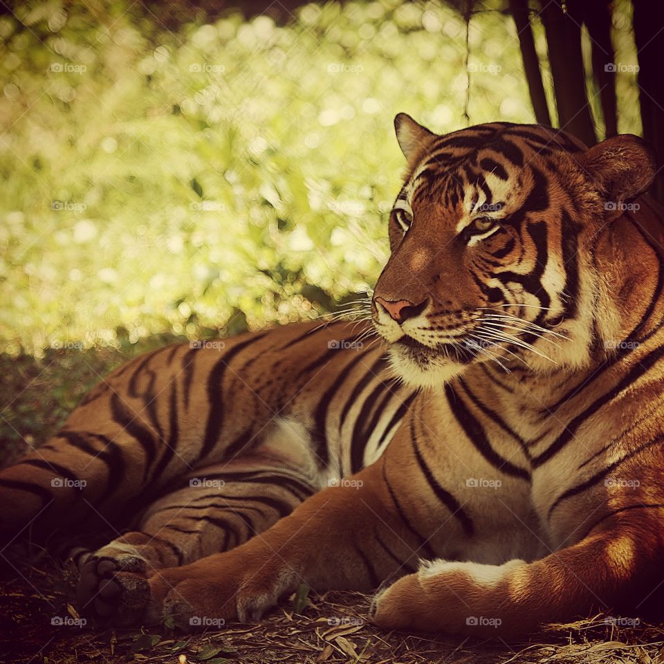 Tiger. Jacksonville zoo