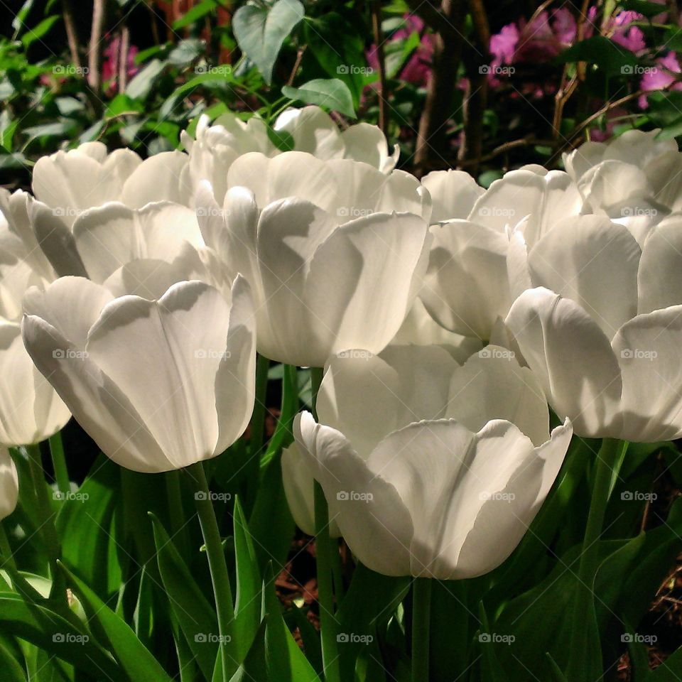 Summertime tulips