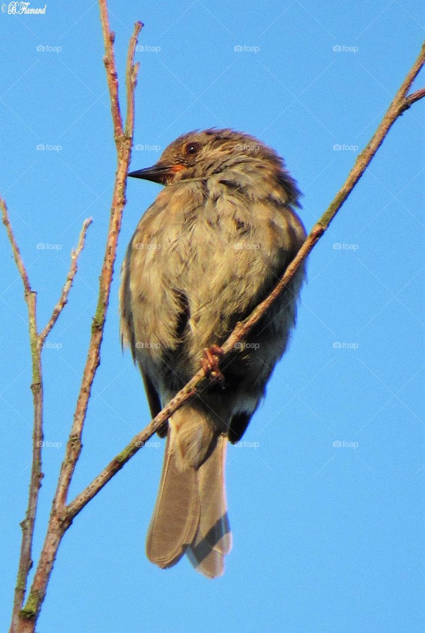 Hedge sparrow