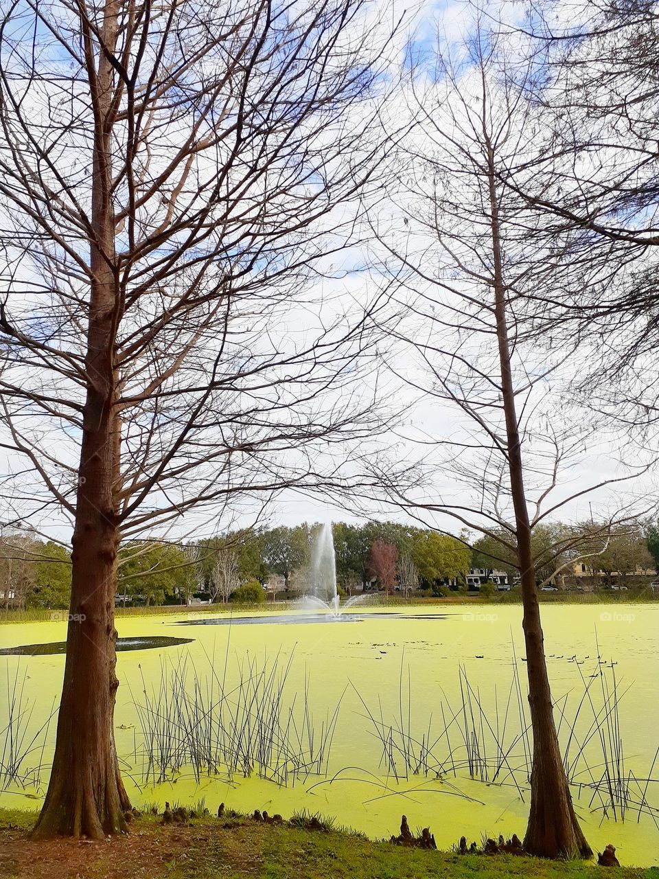 I went for a walk through other day at Lake Lily Park the other day, and thought the green of the water looked very pretty.