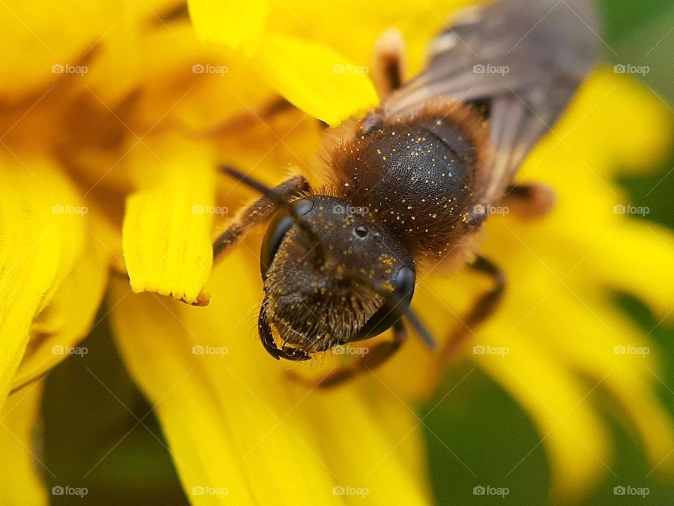 spring macro photo of a honey bee sitting in pollen among spring dandelion