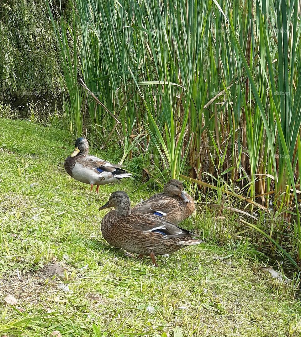 observing ducks in natural conditions