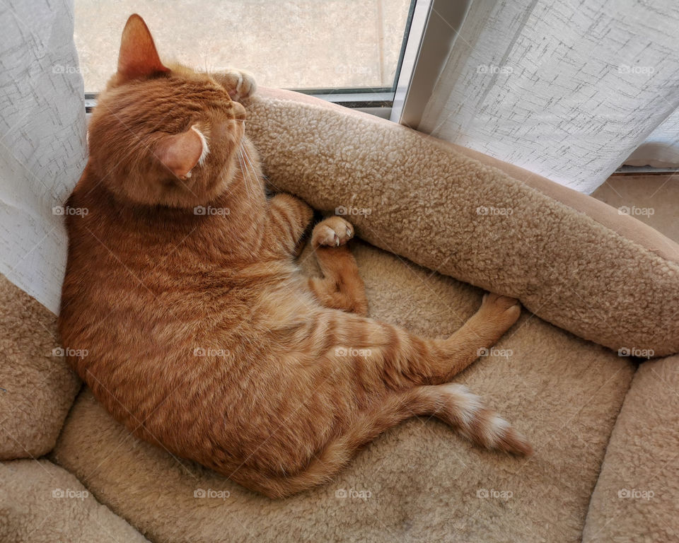Cat sitting in bed, relaxing and looking through patio door window.