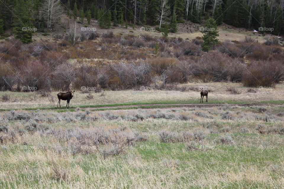 Moose no filter wildlife animal mama baby brush Wyomi bushes grass unedited Field backcountry countryside outdoors tall grass scenic fall spring