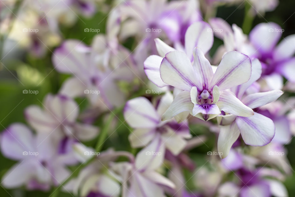 Beautiful White Orchid and patterned purple spots Background blurred leaves in the garden.