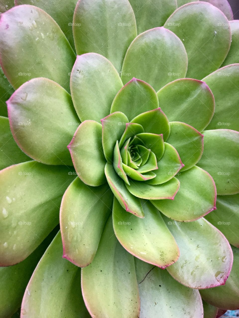 Succulent 