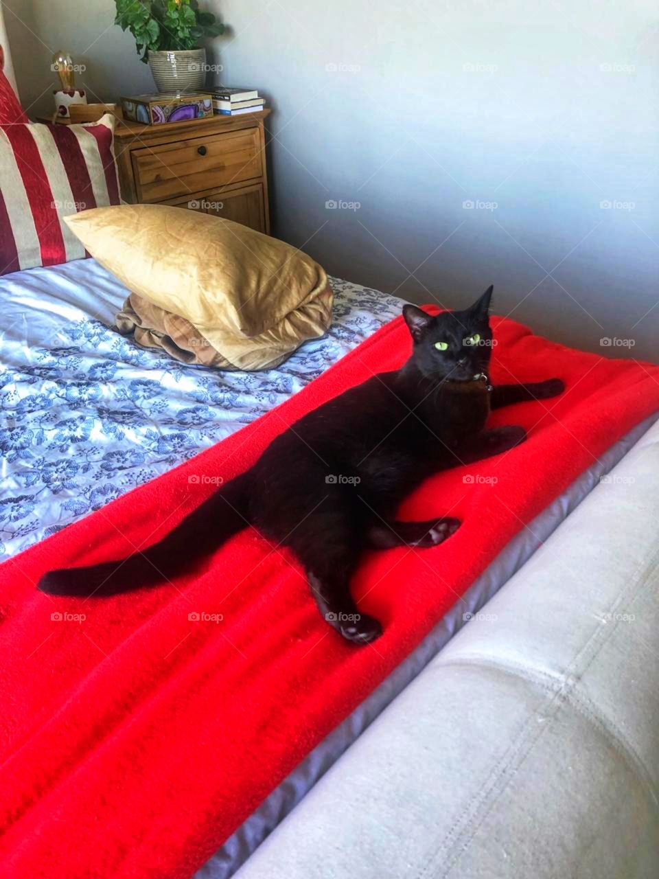 Cleopatra’s favorite spot at home 