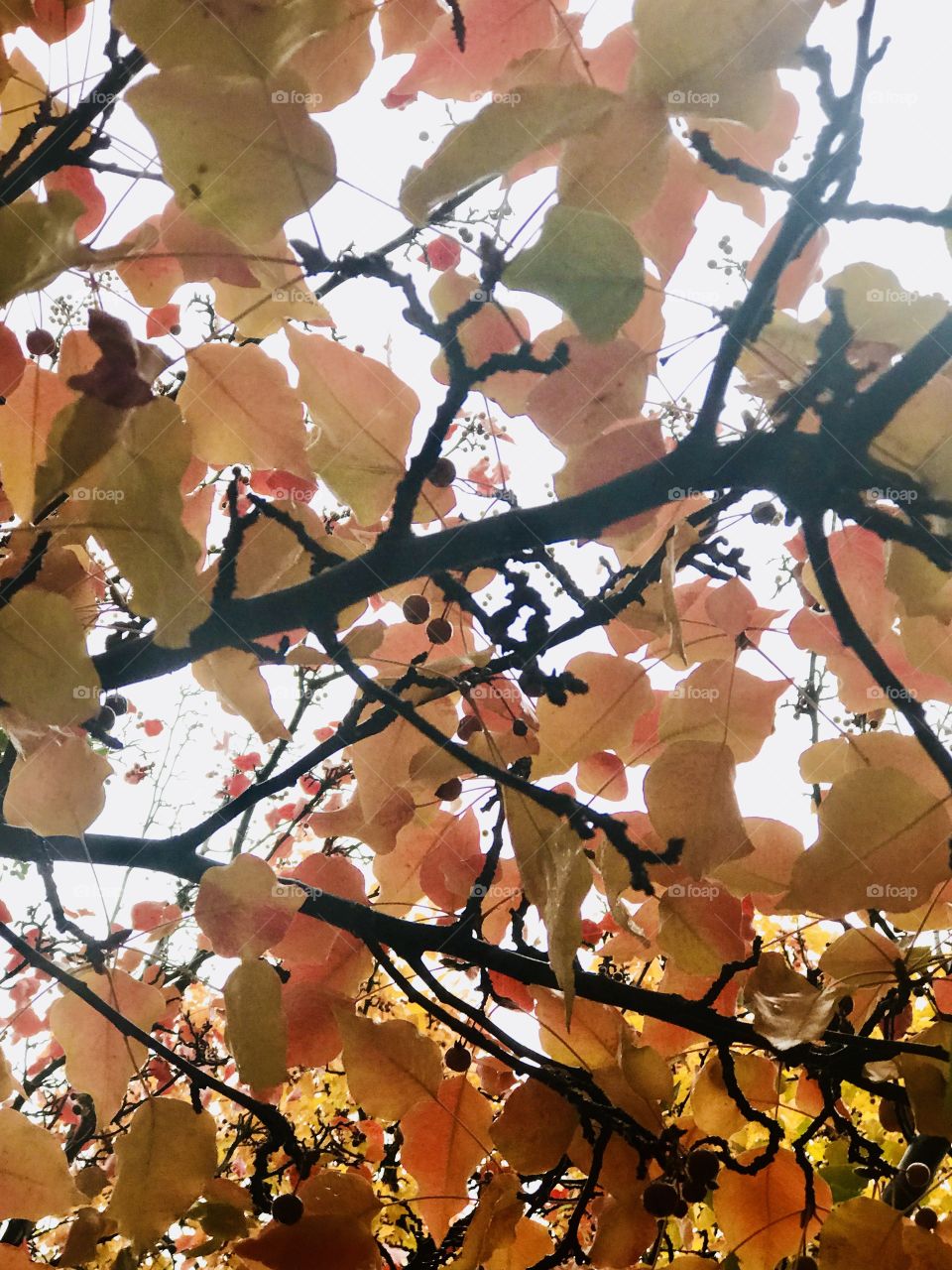Beautiful golden fall tree in nature looking upward to the blue heavenly skies on a crisp autumn afternoon. USA, America 