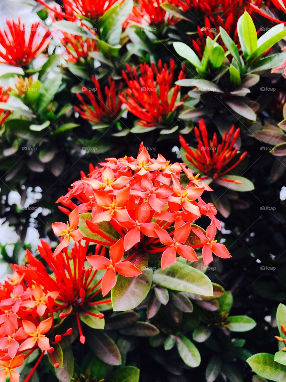 While I'm walking I'm just amazed with plants so I took a picture of it