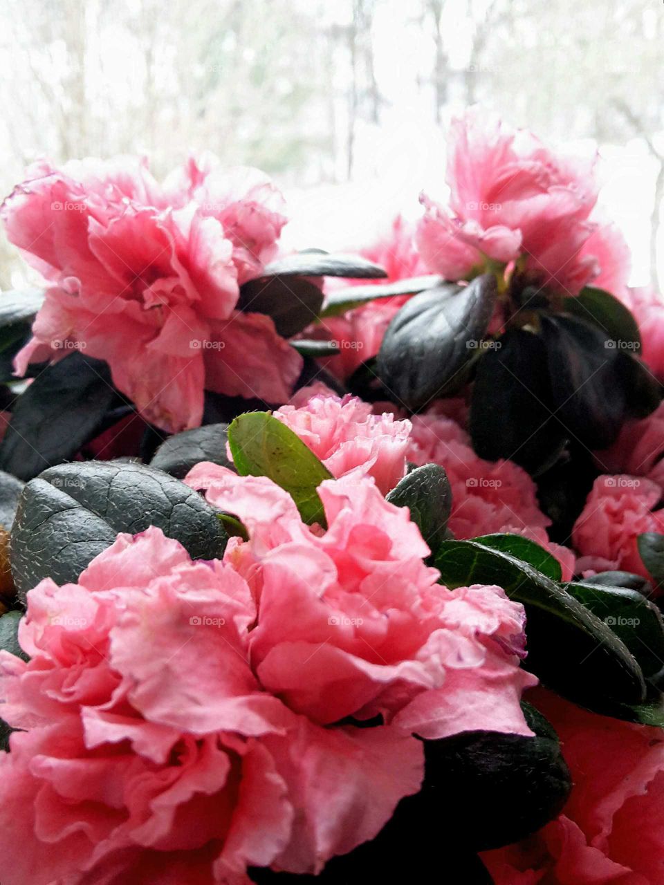 pink azalea with snow landscape in the background