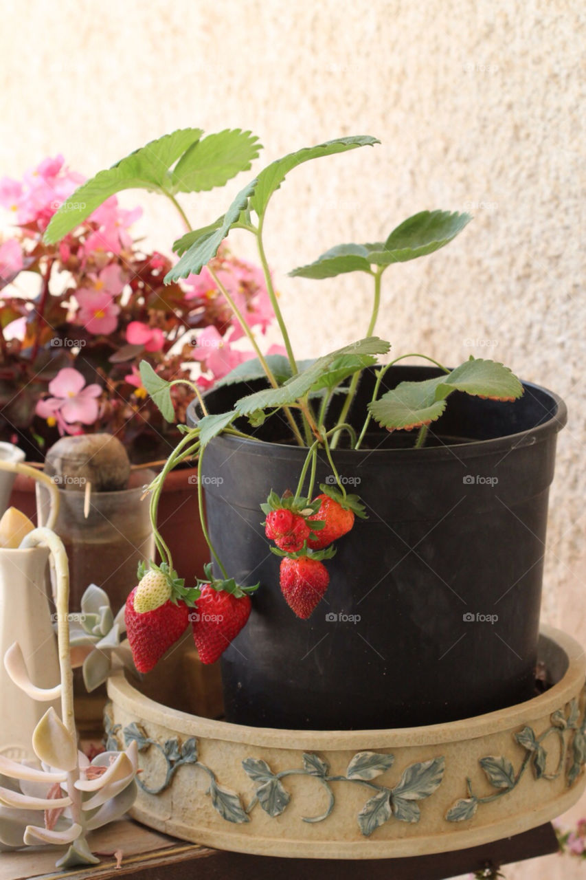israel strawberry home produce by kandovit