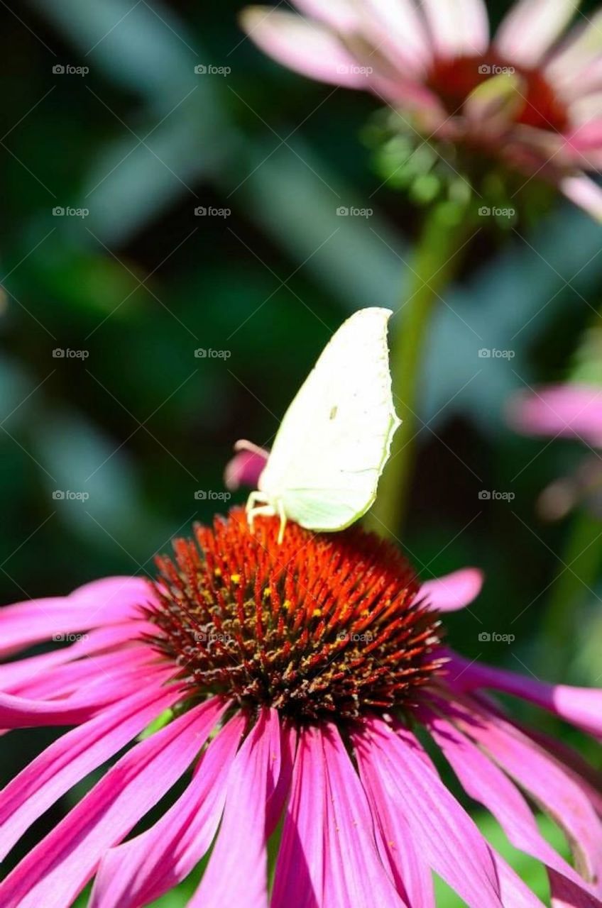 Lemon butterfly