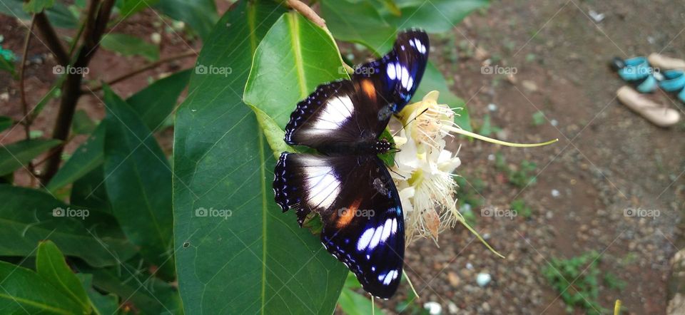 beautiful butterfly perched on a guava flower