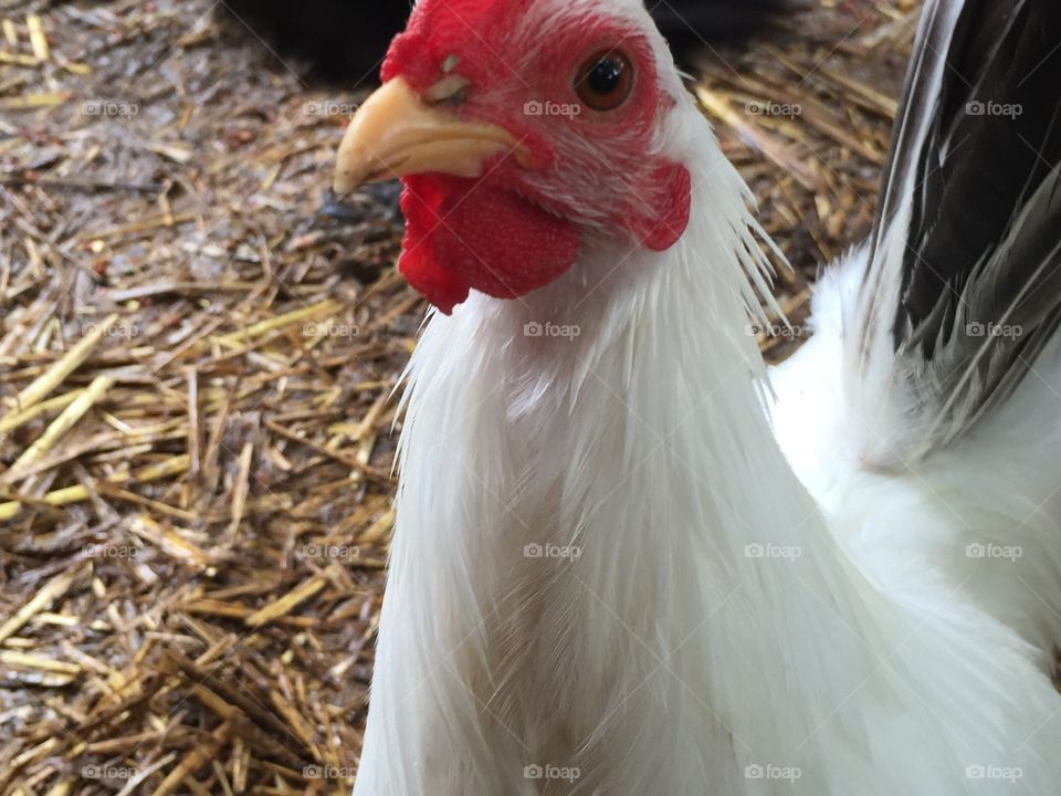 Japanese bantam chicken 