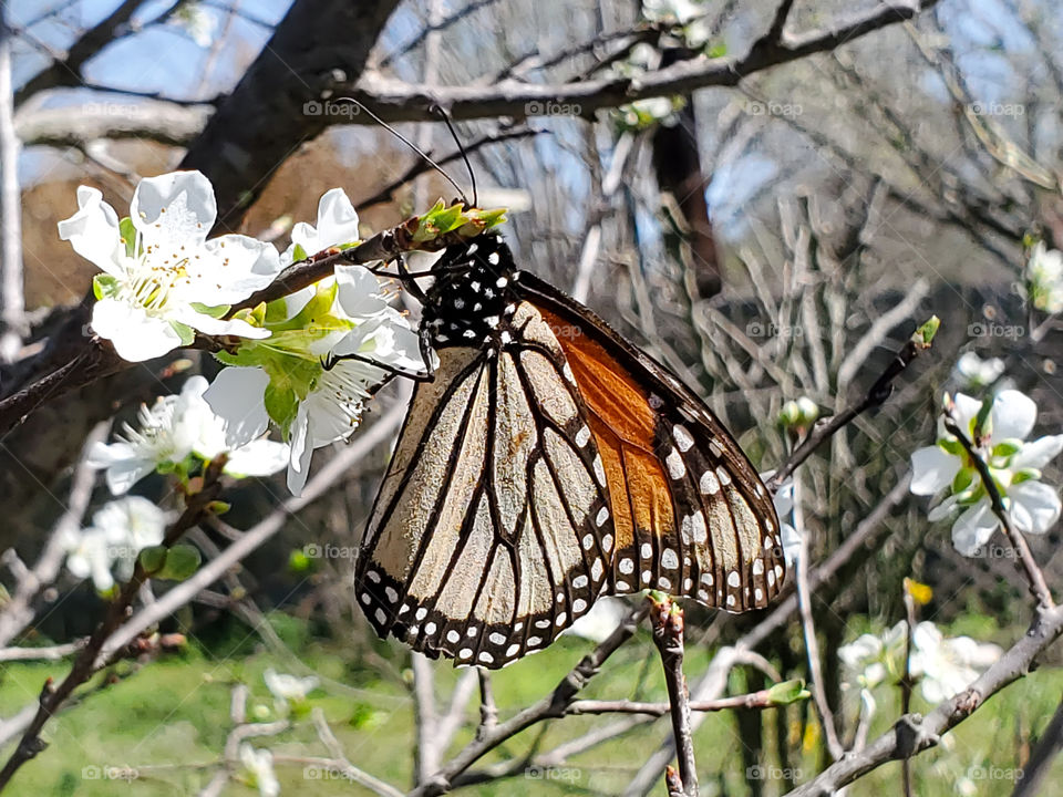 The beautiful monarch butterfly feeding on nectar of white plum tree flowers.