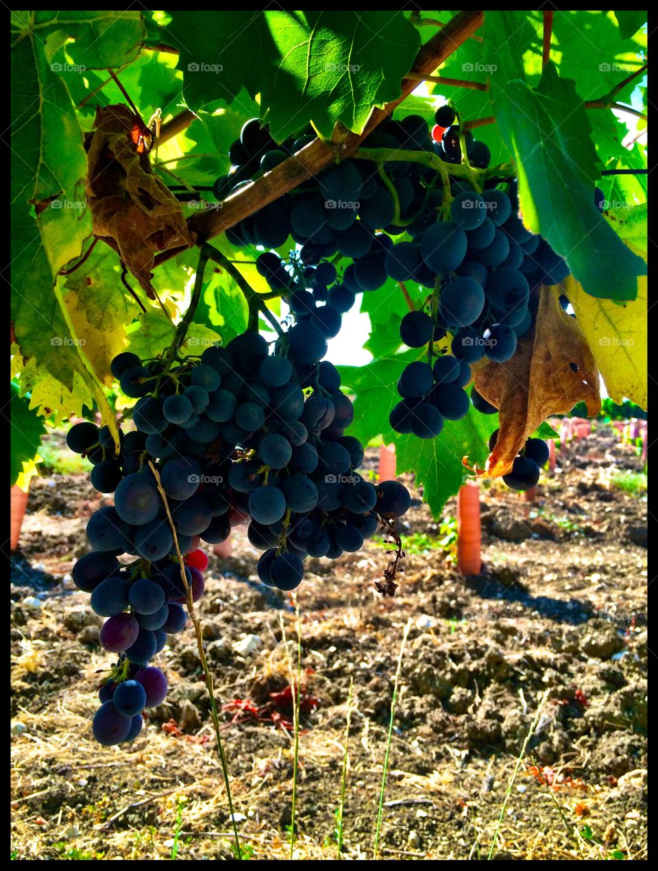 Wine grapes France