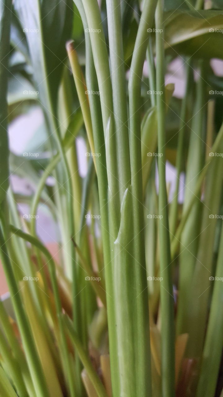 Green stems