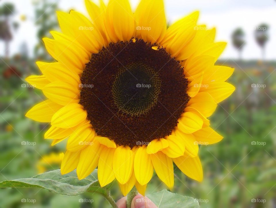 Sunflower