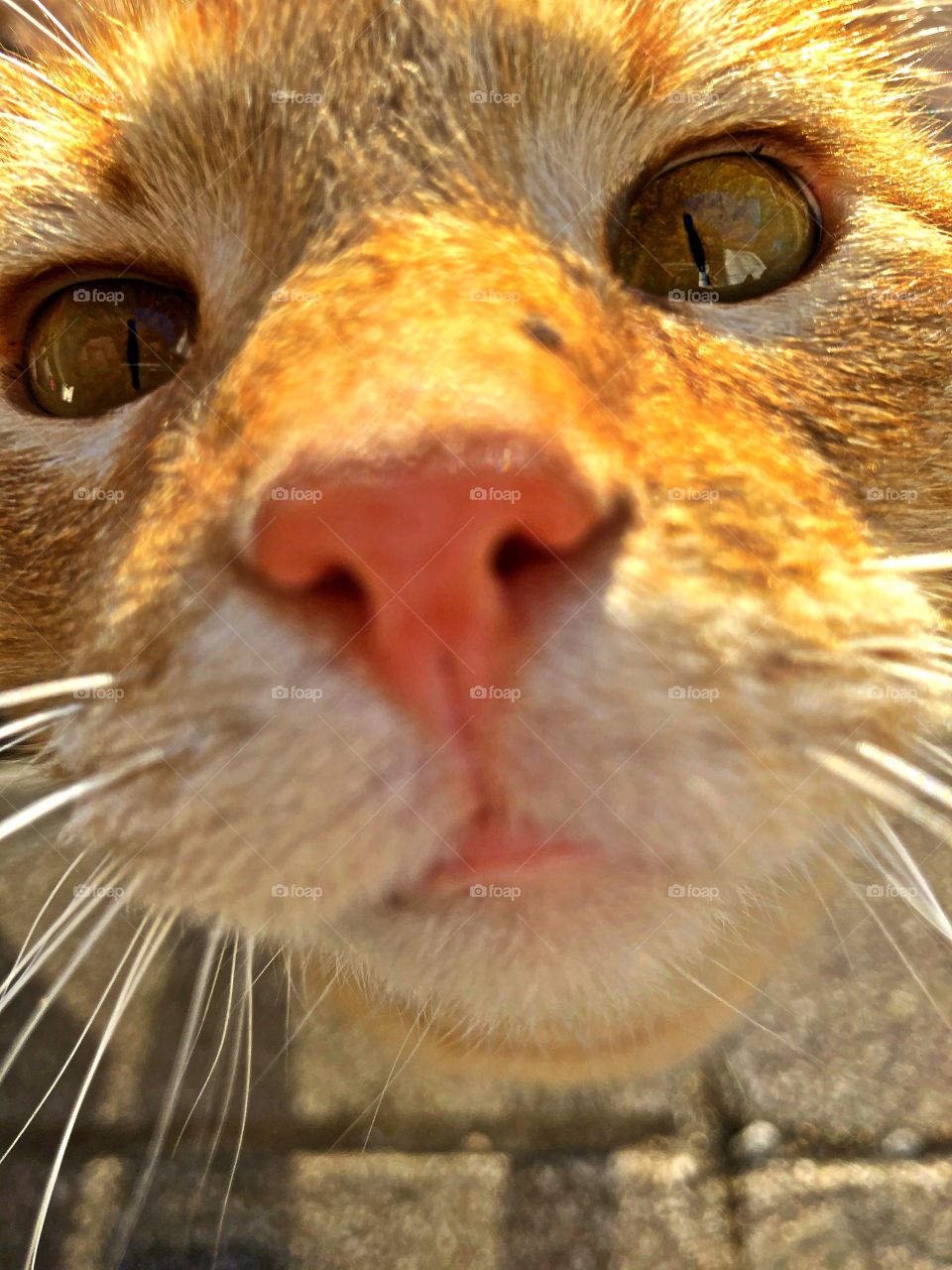 Cute cat face