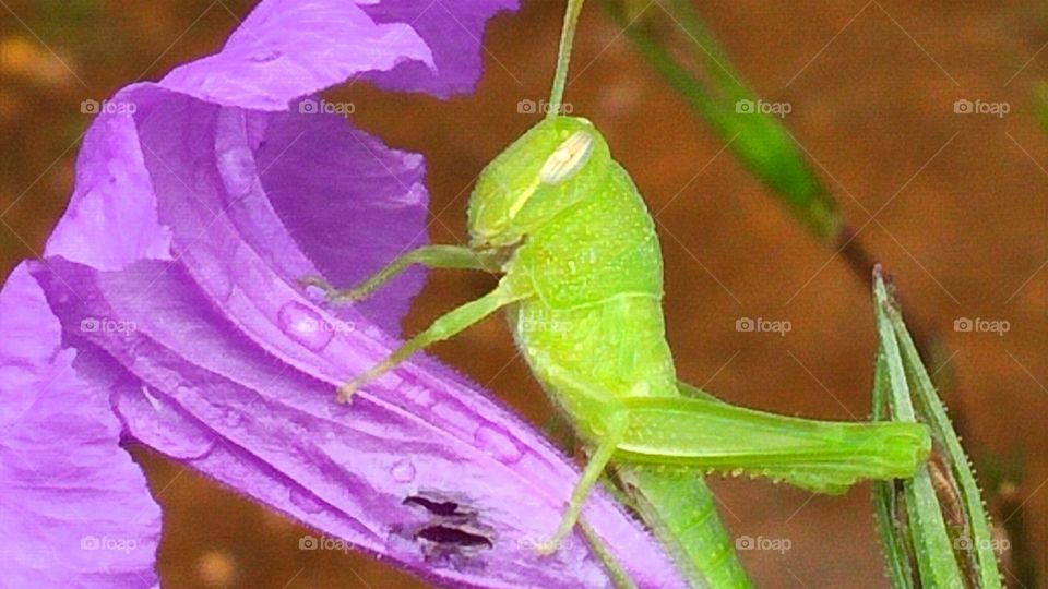 Neon Green Grasshopper on Purple Flower with Raindrops