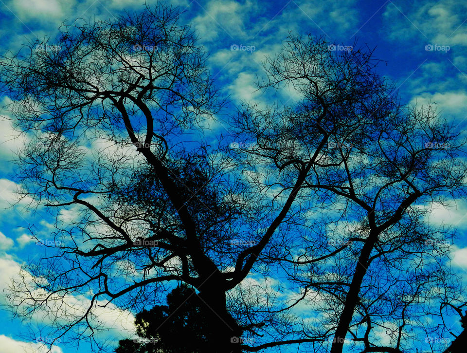 A Forest in every season! The forest's smell was fresh and organic! You could hear rustling as the wildlife scattered as the twigs were crunching under my feet. The trees were the towers of the forest. There are forests for all four seasons which display their own individual characteristics!