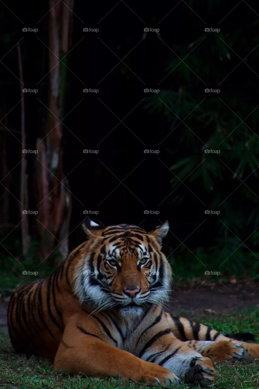 tiger