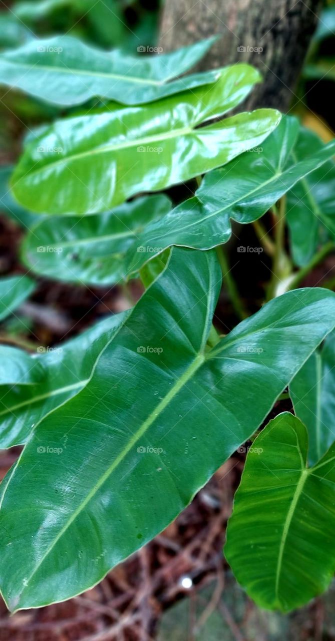 Philodendron is a type of plant from the Araceae tribe, which has many species. Its name comes from the Greek, namely from the words philo and dendron