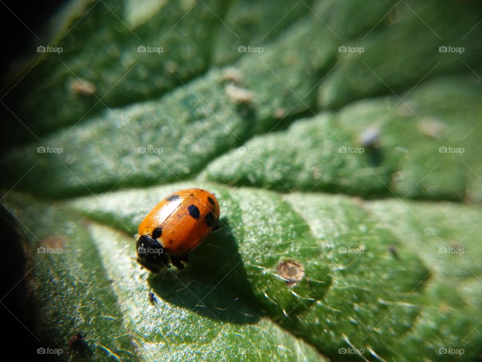 Picture taken with my smartphone and macro lens.