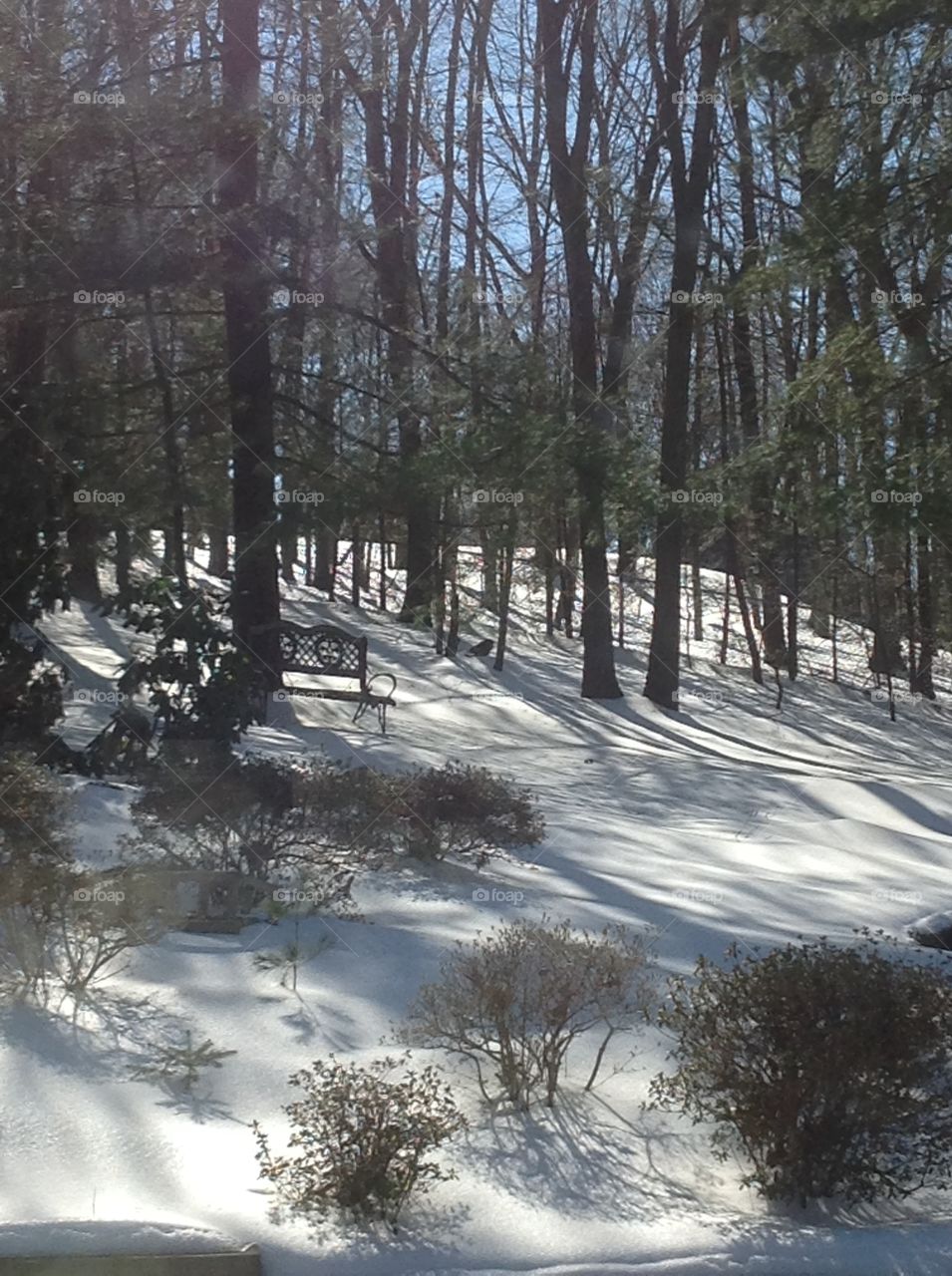 Reflections from trees on snow during a wintery month.