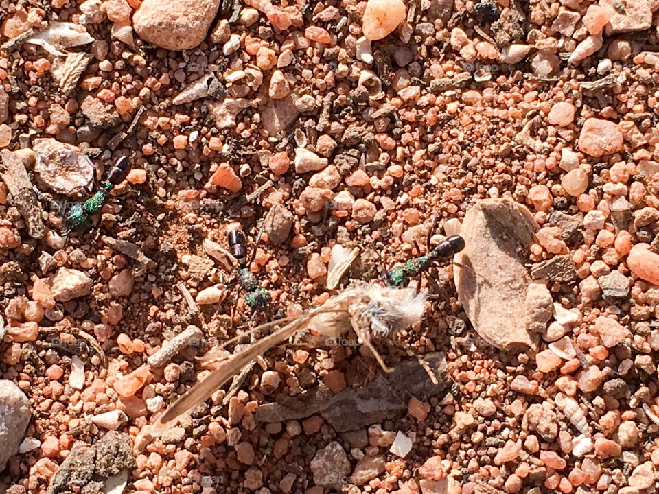 Ant carrying large moth