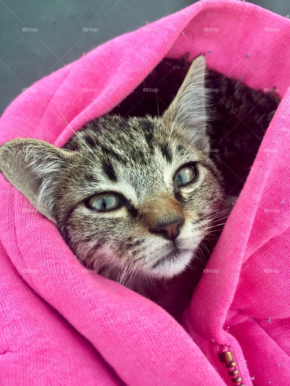 Close-up of a cat in pink jacket