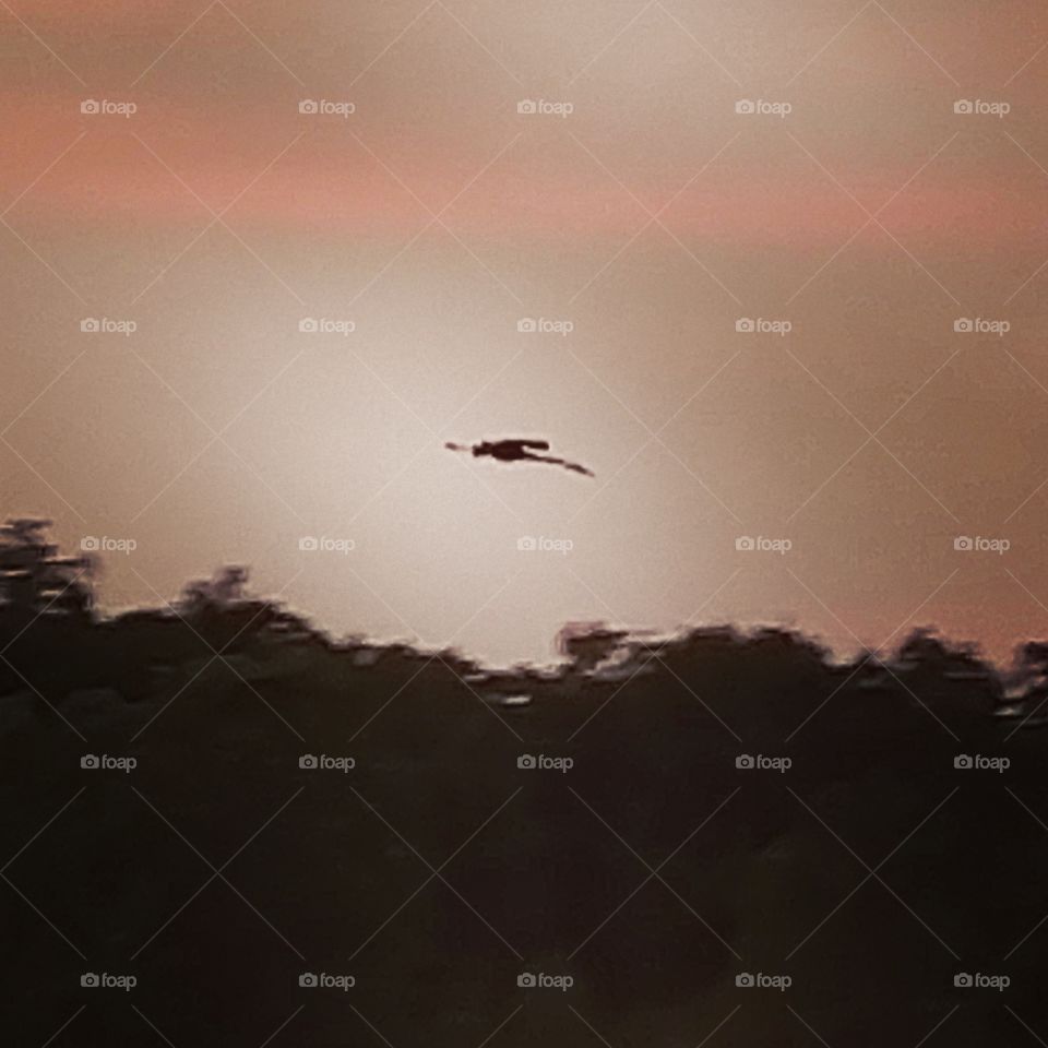 Sunset, Bird, Flight, Sky, Dawn
