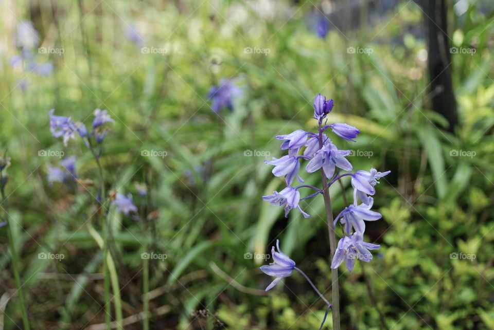 A bluebell plant flowering in a garden with plants and weeds in the background, spring is here