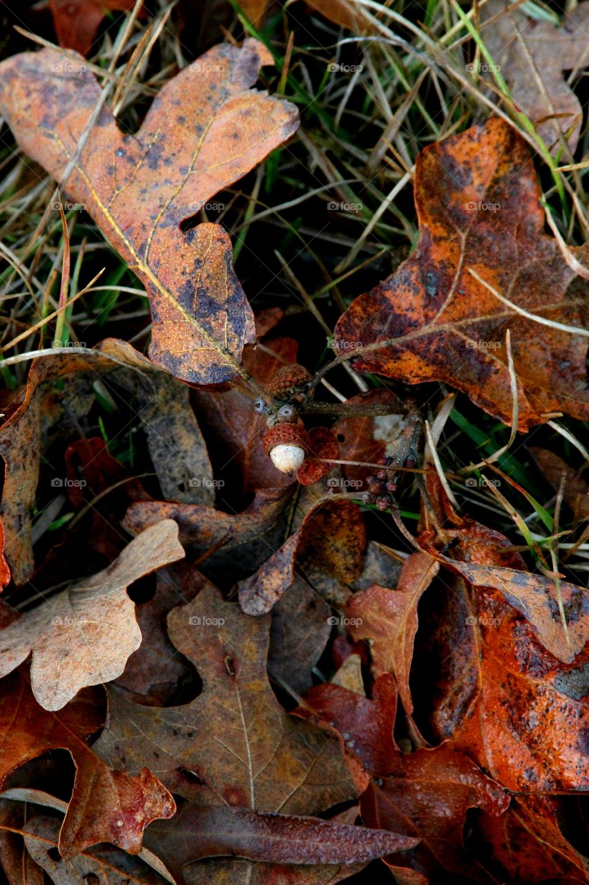 acorns and leaves