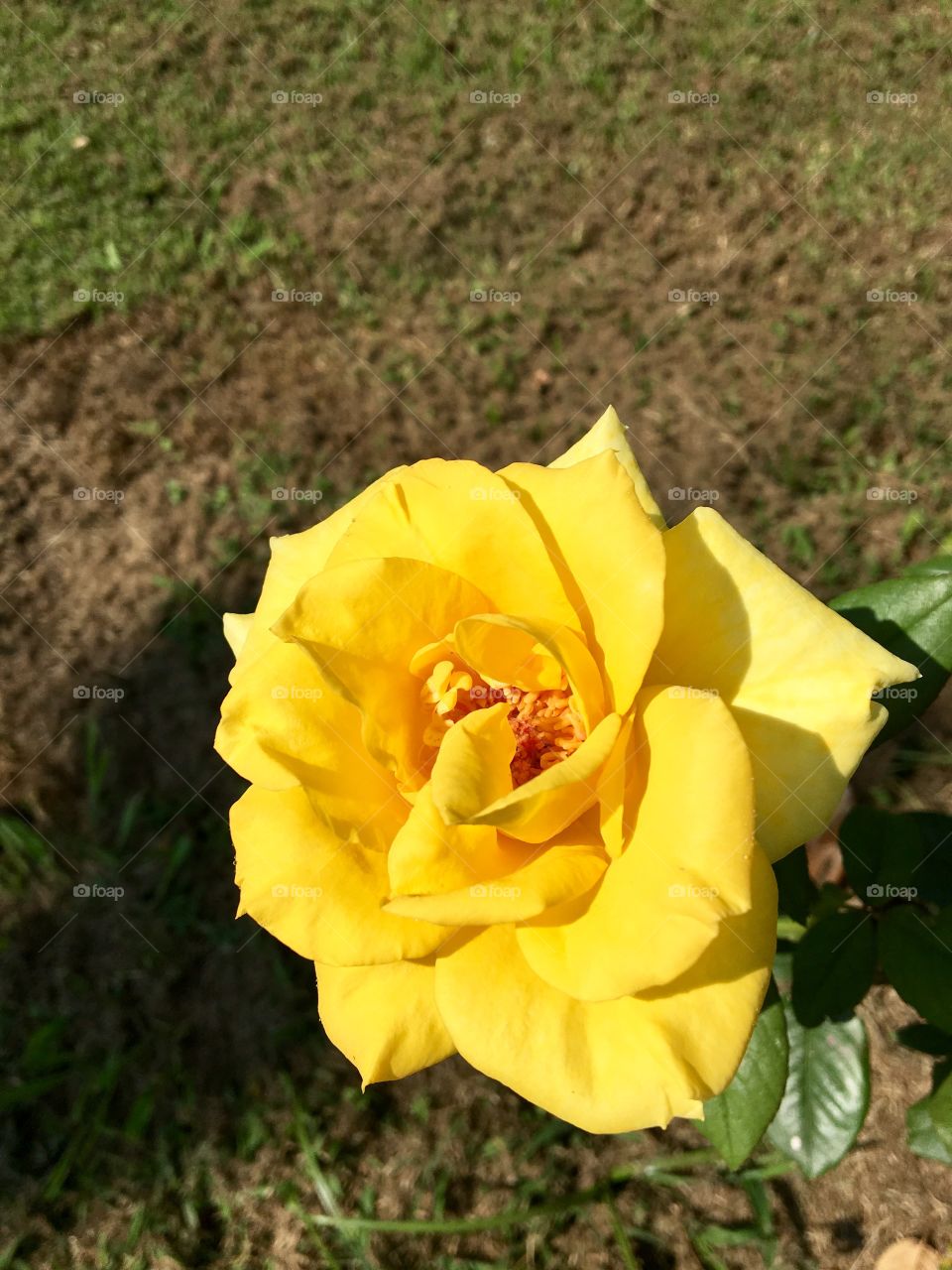 The yellow rose of Texas