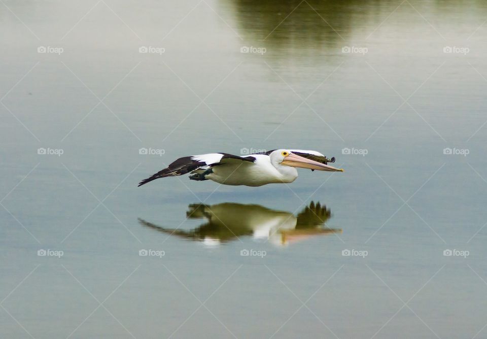 Low flying pelican