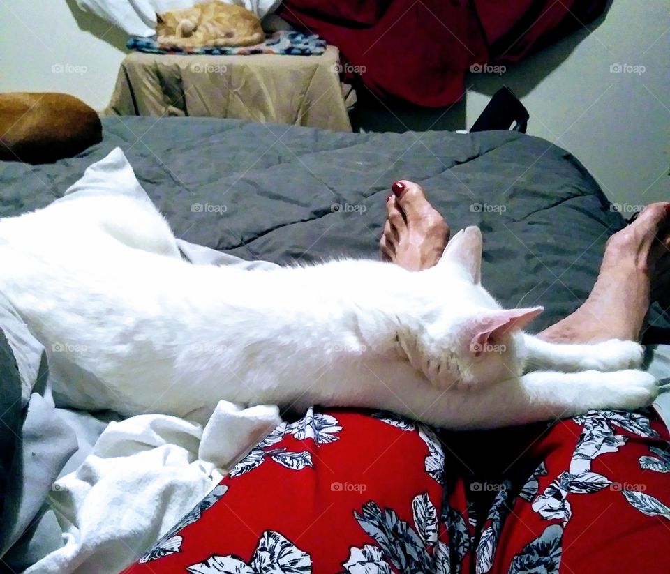 Sleeping Cat Front & Back