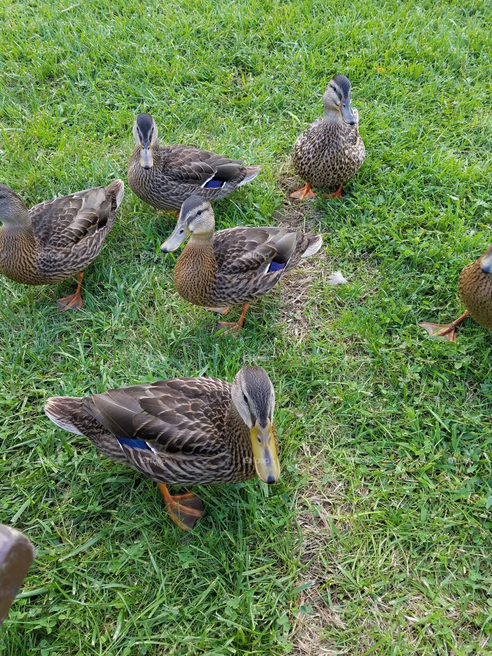 curious ducks