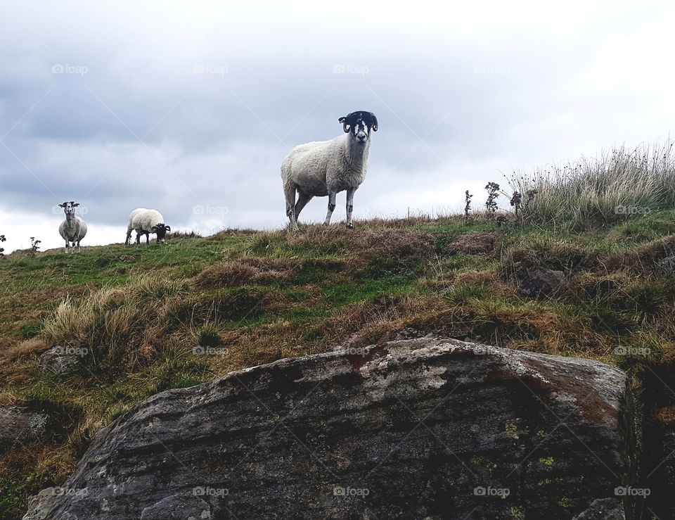 The sinister sheep of Derbyshire